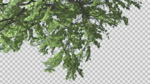 Plitvice Maple Tree Cut of Chroma Key Tree on Alfa Channel Turned Image Crown Stock Footage 56476743