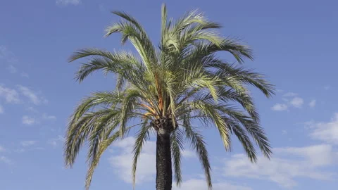 Plm tree on the beach with the blue sky on the background Stock Footage 311536763