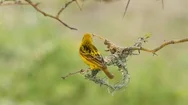 Ploceidae Smart Weaver Bird Close To The Camera South Africa Stock Footage