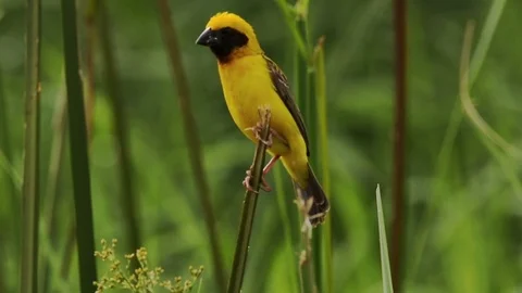 Ploceus hypoxanthus bird on tree Vidéo 111406098