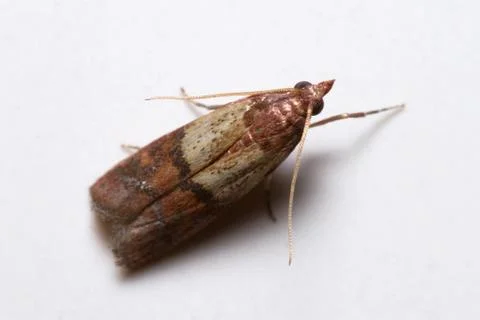 Plodia interpunctella mothe posed on a white wall Stock Photos