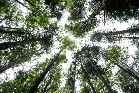 Plongee in the forest Photos