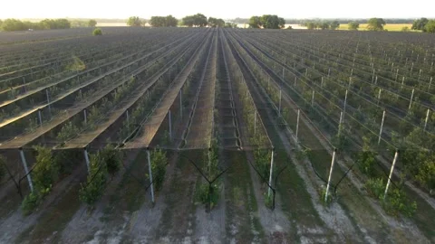 Plot with apple trees covered with a shady net 스톡 동영상 247930900