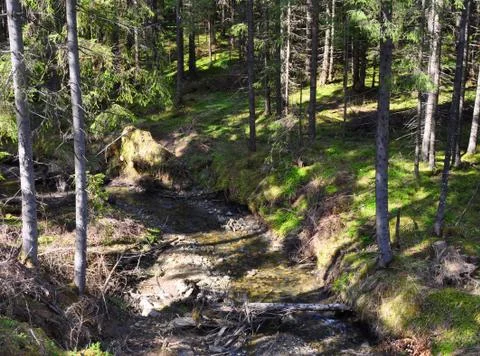 A plot of coniferous forest with pine trees, grass, humps Stock Photos