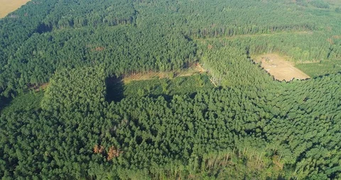 Plot of cut forest from the air, logging top view, panorama of the cutting down Stock Footage 106848827