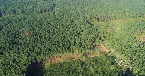Plot of cut forest from the air, logging top view, panorama of the cutting down Stock Footage 114404388