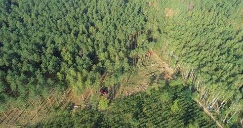 Plot of cut forest from the air, logging top view, panorama of the cutting down Stock Footage 116528911