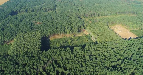 Plot of cut forest from the air, logging top view, panorama of the cutting down Stock Footage 116529088
