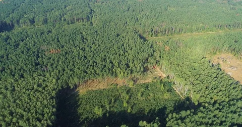 Plot of cut forest from the air, logging top view, panorama of the cutting down Stock Footage 119701800