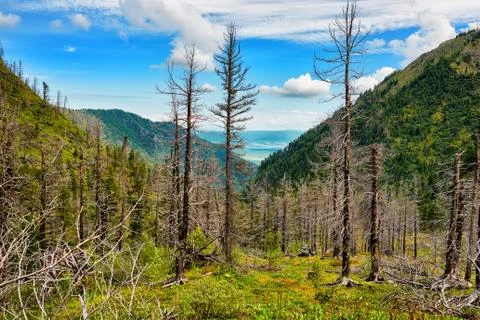 Plot is dead wood standing on vine after fire Stock Photos