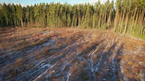 Plot of the destroyed forest after continuous felling of trees. Stock Footage 168704729