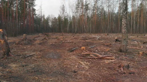 Plot of destroyed trees in the deforestation zone Stock Footage 155224482