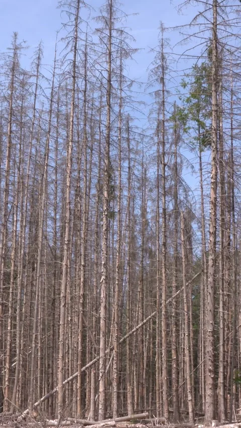 Plot of dried pine forest due to desiccation Video stock 306041922