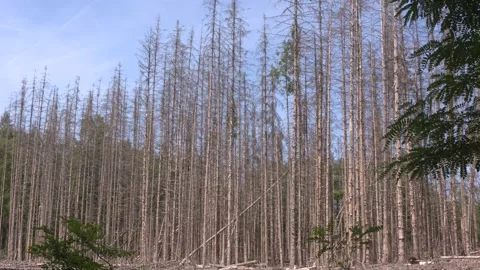 Plot of dried pine forest Stock Footage 201531389