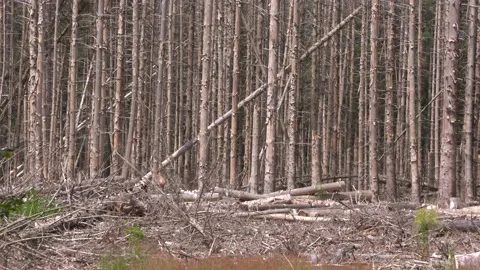 Plot of dried pine forest - logs and snags Stock Footage 201531438