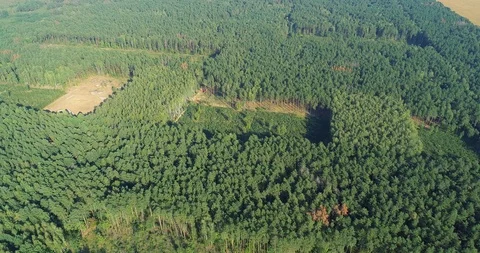 Plot of felled forest, deforestation Vídeos de archivo 103237270