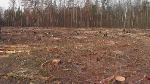 Plot of felled forest. Deforestation Stock Footage 154769552