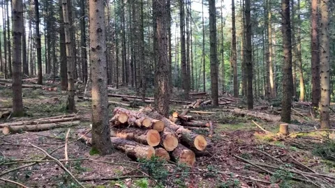 A plot of felled trees in the forest. Deforestation. Stock Footage 311991786