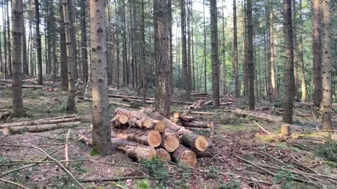 A plot of felled trees in the forest. Deforestation. Stock Footage 311991789