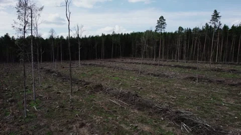 Plot with felled trees, logging. Consequences of industrial deforestation 動画素材 275394772