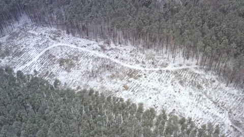 Plot of felled trees in the logging industry Stock Footage 143881156
