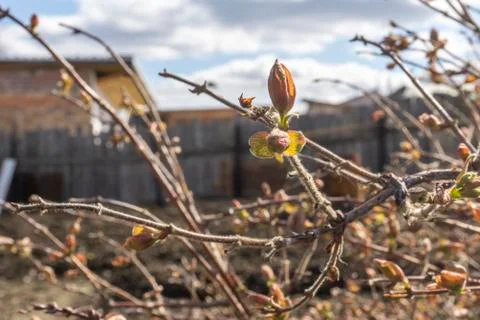 The plot of the fetus. buds on a tree. the flowering tree. Apple blossom phot Stock Photos
