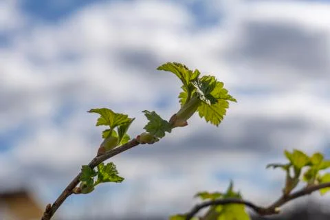 The plot of the fetus. buds on a tree. the flowering tree. Apple blossom phot Stock Photos