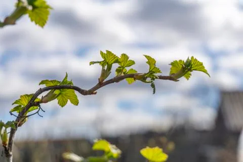 The plot of the fetus. buds on a tree. the flowering tree. Apple blossom phot Stock Photos