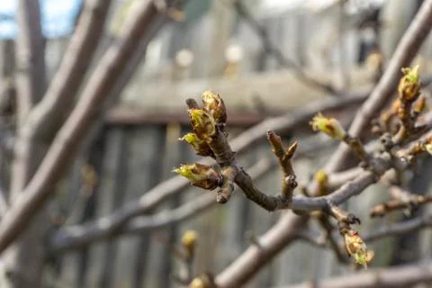The plot of the fetus. buds on a tree. the flowering tree. Apple blossom phot Stock Photos