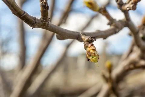 The plot of the fetus. buds on a tree. the flowering tree. Apple blossom phot Stock Photos