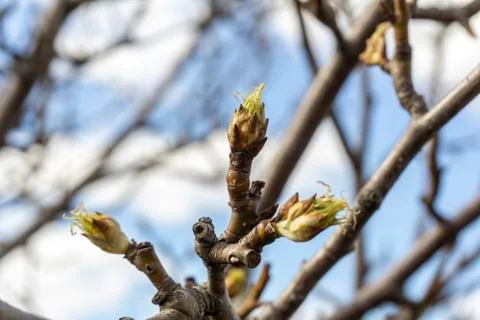 The plot of the fetus. buds on a tree. the flowering tree. Apple blossom phot Stock Photos