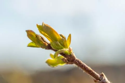 The plot of the fetus. buds on a tree. the flowering tree. Apple blossom phot Stock Photos