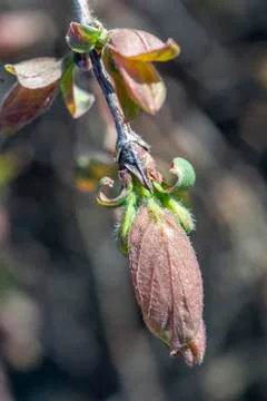 The plot of the fetus. buds on a tree. the flowering tree. Apple blossom phot Stock Photos