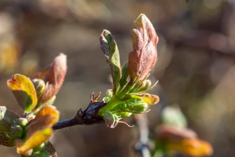 The plot of the fetus. buds on a tree. the flowering tree. Apple blossom phot Stock Photos