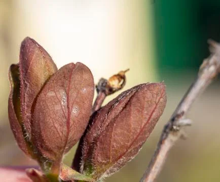 The plot of the fetus. buds on a tree. the flowering tree. Apple blossom phot Stock Photos