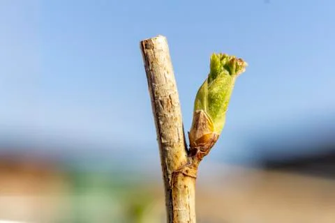 The plot of the fetus. buds on a tree. the flowering tree. Apple blossom phot Stock Photos