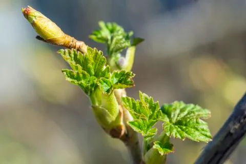 The plot of the fetus. buds on a tree. the flowering tree. Apple blossom phot Stock Photos