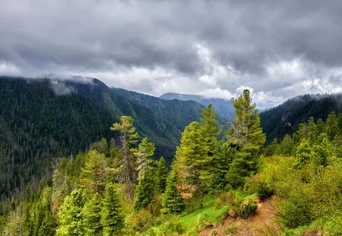 A plot of forest on the mountainside illuminated by the sun in the overcast Stock Photos
