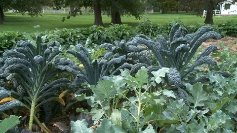 Plot of fresh green garden kale Vídeos de archivo 101318637