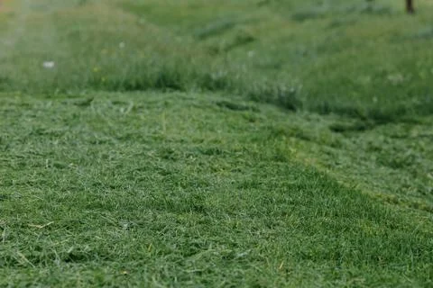 Plot with freshly cut grass. Mowing the grass. Selective focus. Close up Stock Photos