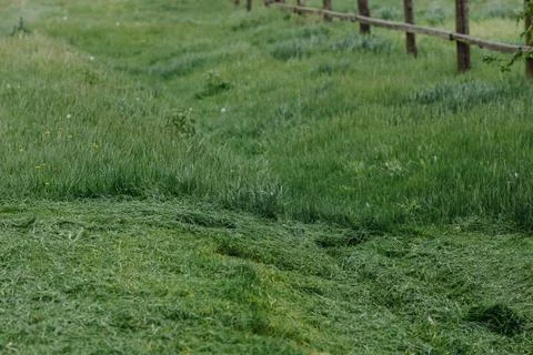 Plot with freshly cut grass. Mowing the grass. Selective focus Stock Photos