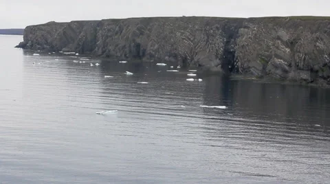 Plot  giant 15 km, 220 thousand guillemots seashore bird colony  Southern island Vídeos de archivo 55124685