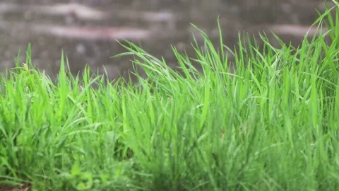 A plot of green grass close-up. Stockbeeldmateriaal 130494087