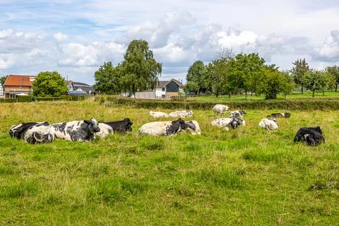 Plot with group of cows with black and white fur lying on green grass Fotos de archivo