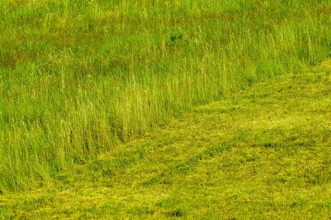 A plot with half mowed grass Stock Photos