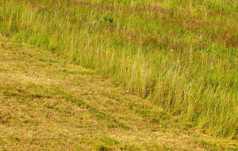 A plot with half mowed grass Stock Photos