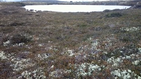 Plot is high bog with lake and hunting cabin Stock Footage 83755820