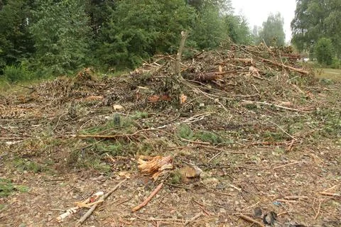 A plot of land cleared of trees and bushes Fotos de archivo