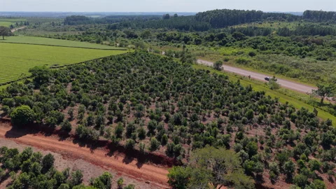 Plot of land cultivated with yerba mate for export, sustainable agriculture Vídeos de archivo 306125822