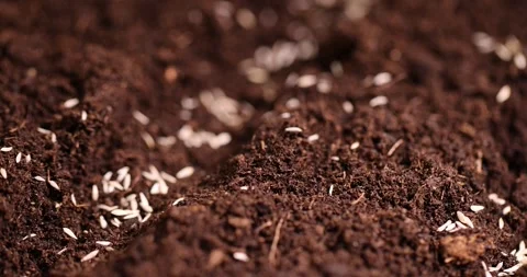 A plot of land mixed with peat in which lettuce seeds are planted, close up Vídeos de archivo 305782851